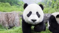 pic for Panda Baby 